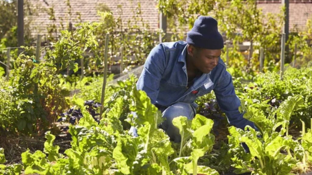 checking the garden