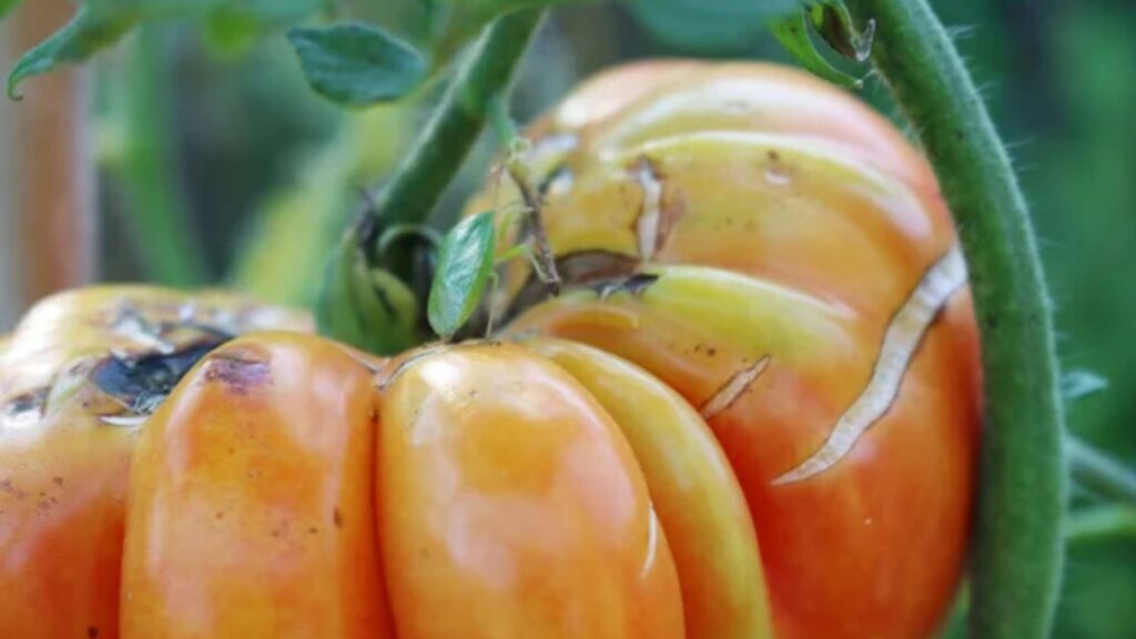 rotten tomatoes
