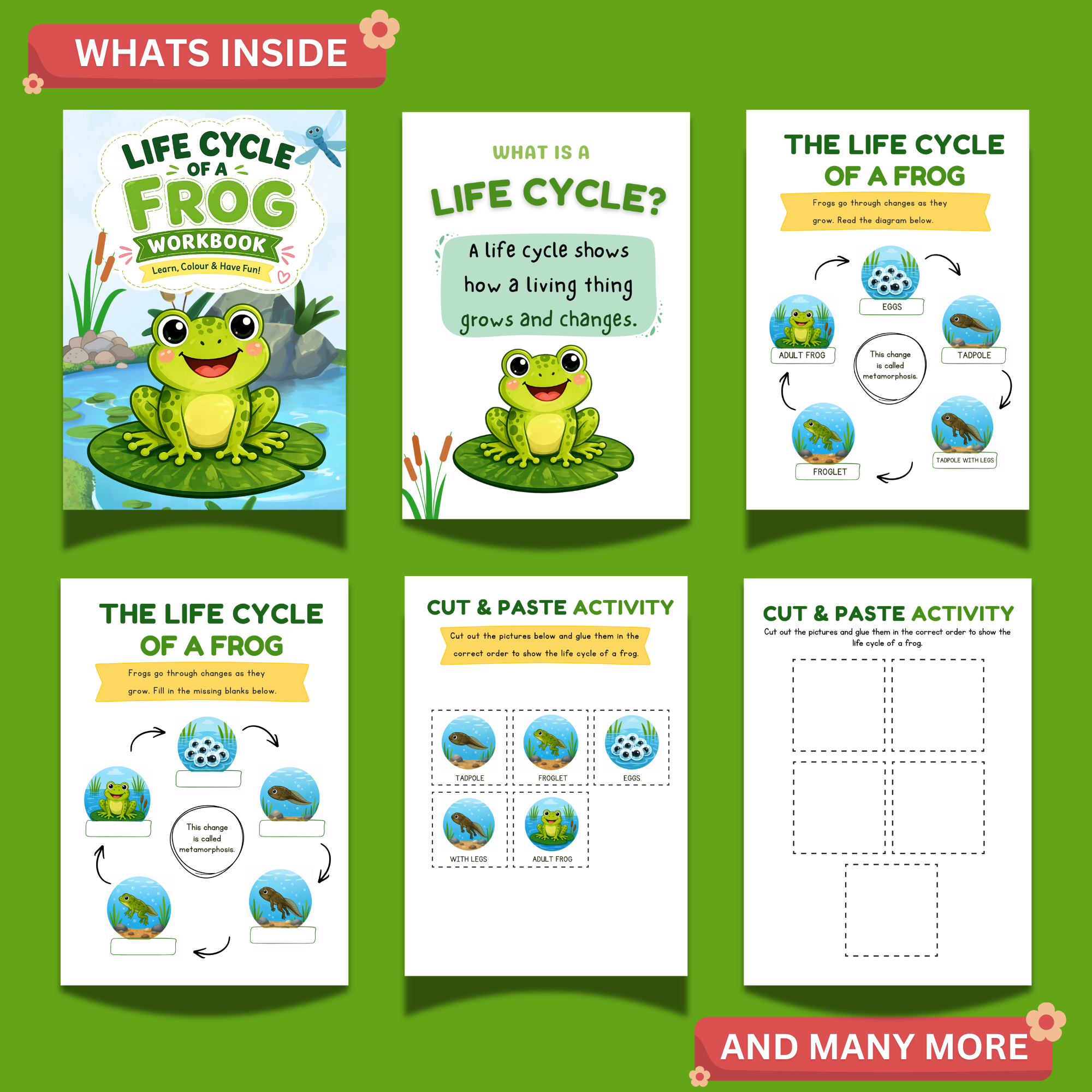Life Cycle of a Frog Workbook Printable | 18 Science Activities for Kids PDF 2 Life Cycle of a Frog Workbook Printable | 18 Science Activities for Kids PDF - Image 2
