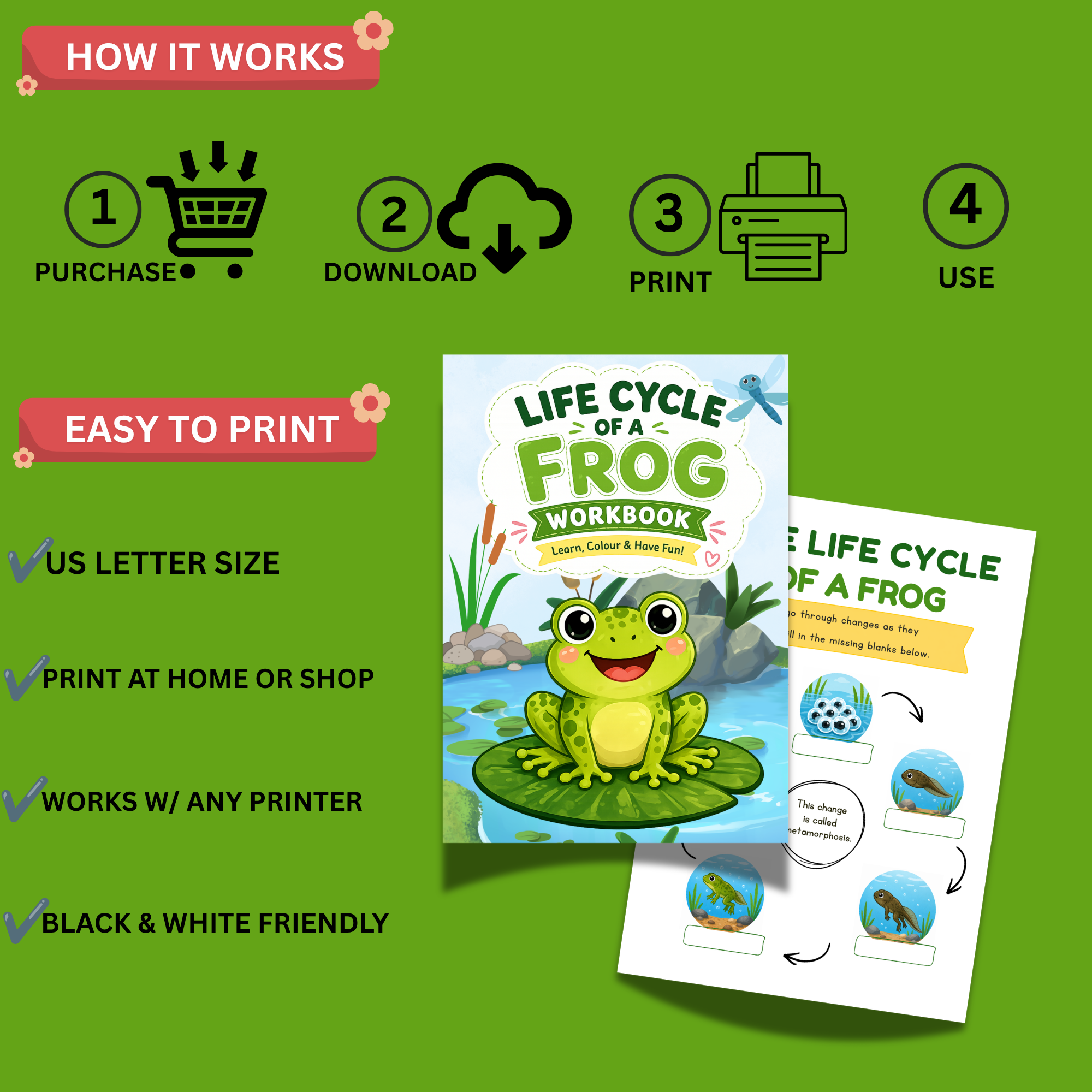 Life Cycle of a Frog Workbook Printable | 18 Science Activities for Kids PDF 3 Life Cycle of a Frog Workbook Printable | 18 Science Activities for Kids PDF - Image 3