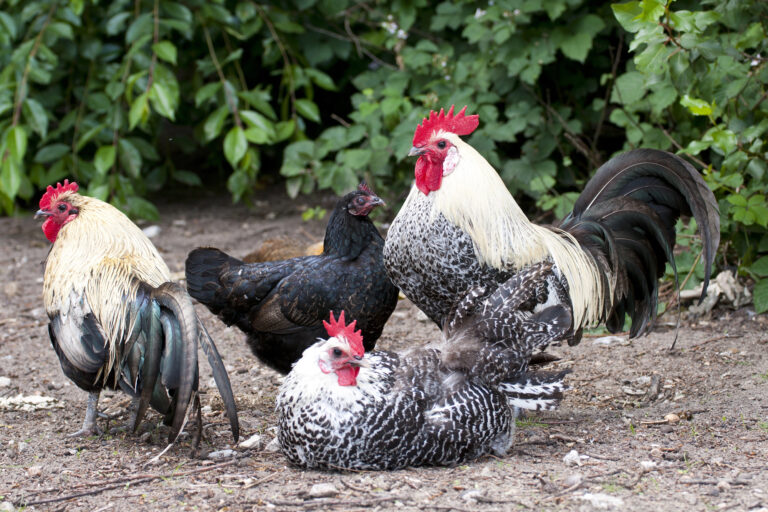 12 Chicken Breeds That Naturally Lay Beautiful Green Eggs