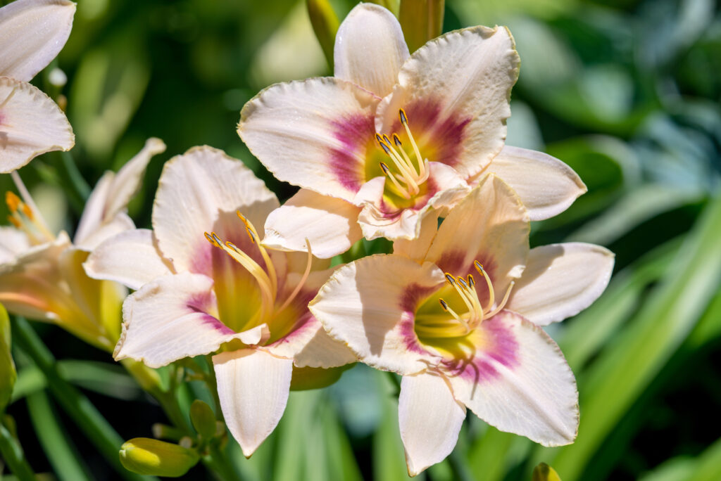 12 Perennials That Come Back Every Year With Gorgeous Blooms 1 12 Perennials That Come Back Every Year With Gorgeous Blooms