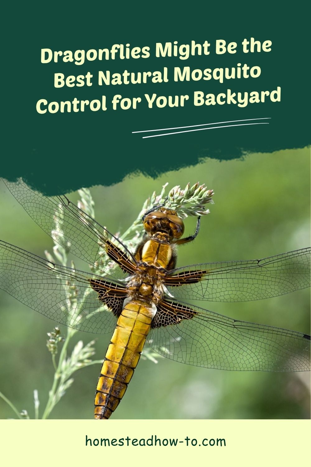 Dragonflies Might Be The Best Natural Mosquito Control For Your Backyard