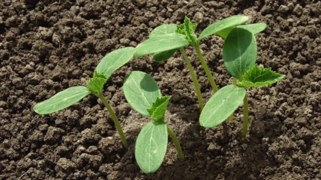 Save Seeds