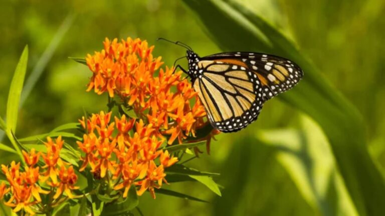 14 Deer-Resistant Perennials That Add Beauty to Your Garden