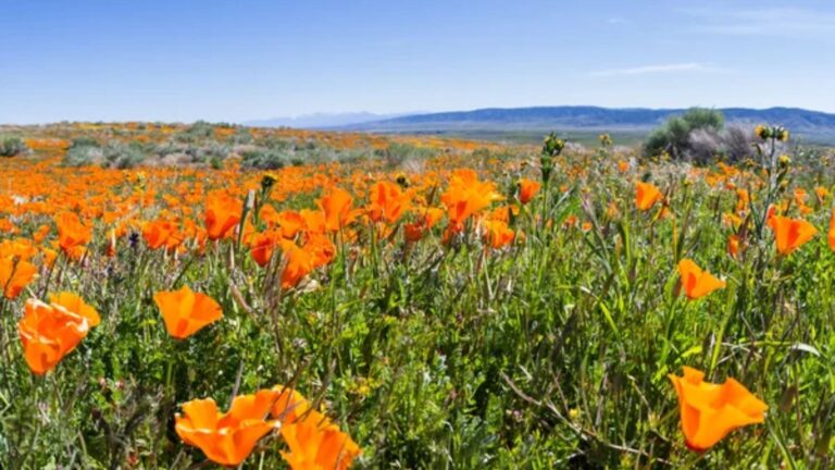 13 Beginner-Friendly Annual Flowers You Can Start from Seed