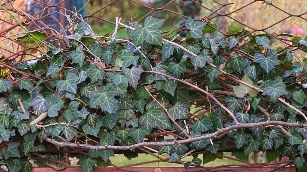 English Ivy