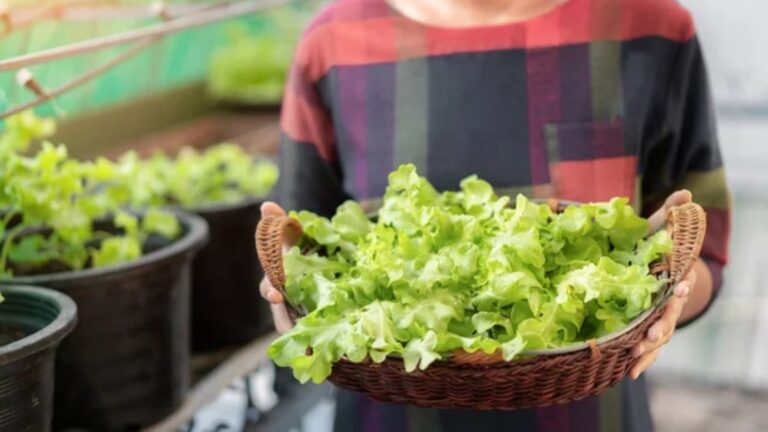 17 Lessons From the Amish Way of Life That Modern Homesteaders Love