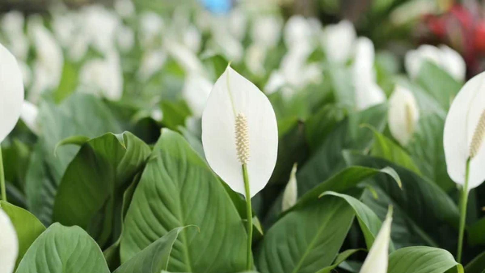 Peace Lily