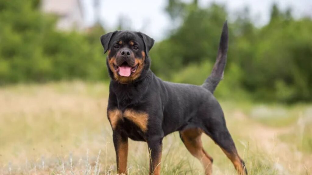 14 Best Dog Breeds for Preppers Who Value Protection and Loyalty