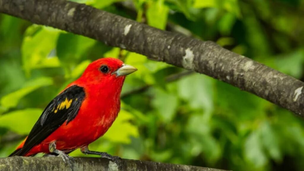 15 Beautiful Red Birds Every Backyard Bird Lover Should Know 1 Scarlet Tanager