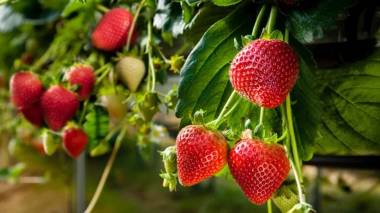 15 Fruits and Vegetables That Thrive in Balcony and Patio Gardens