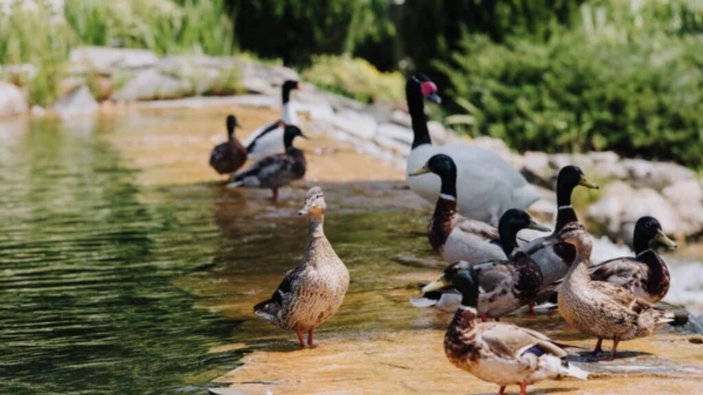 ducks