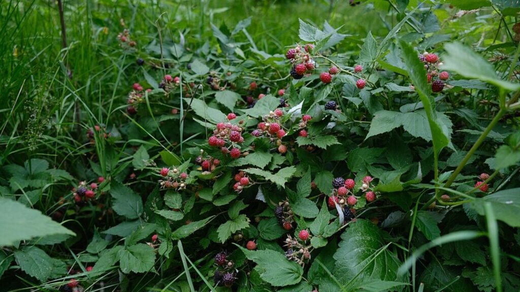 raspberries
