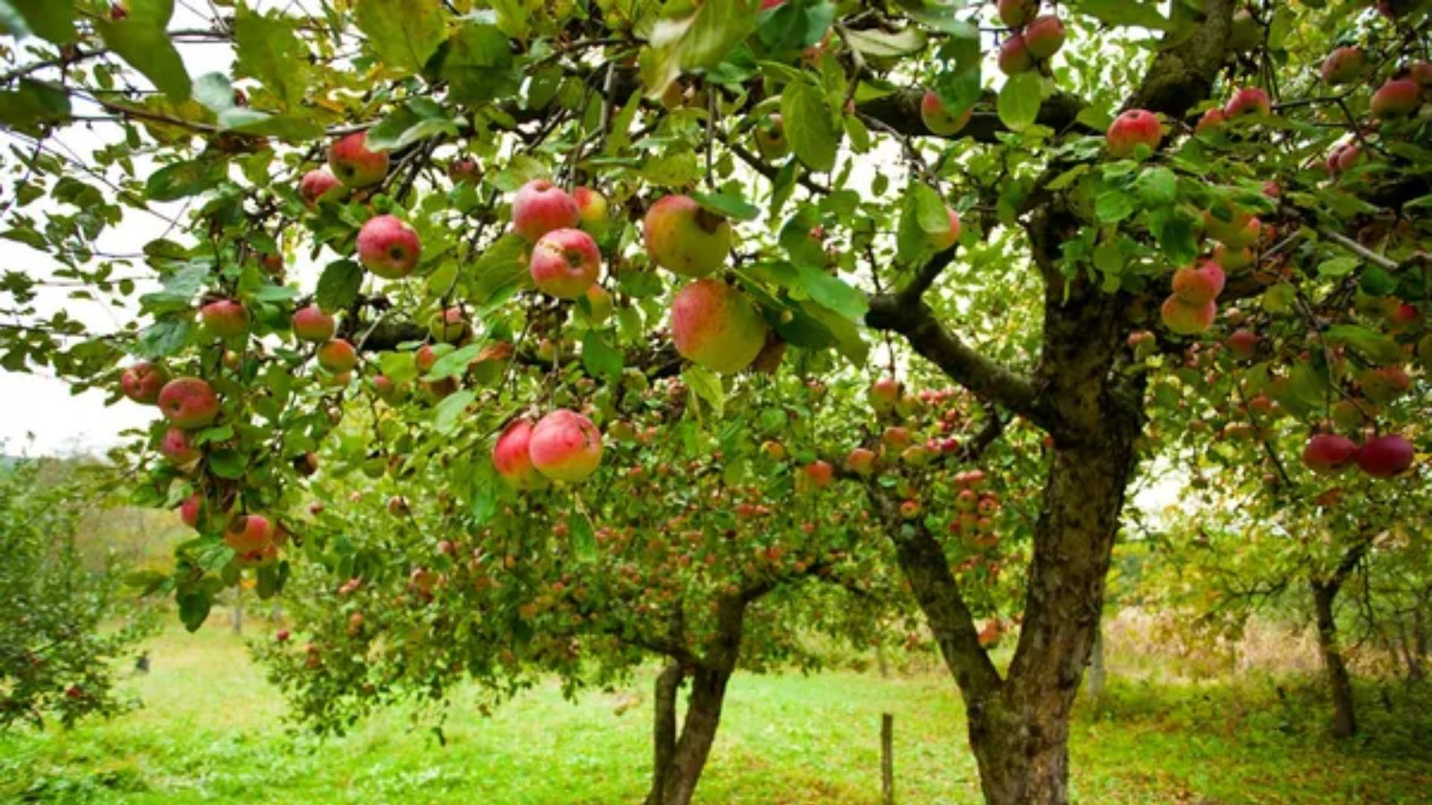 Apple Tree