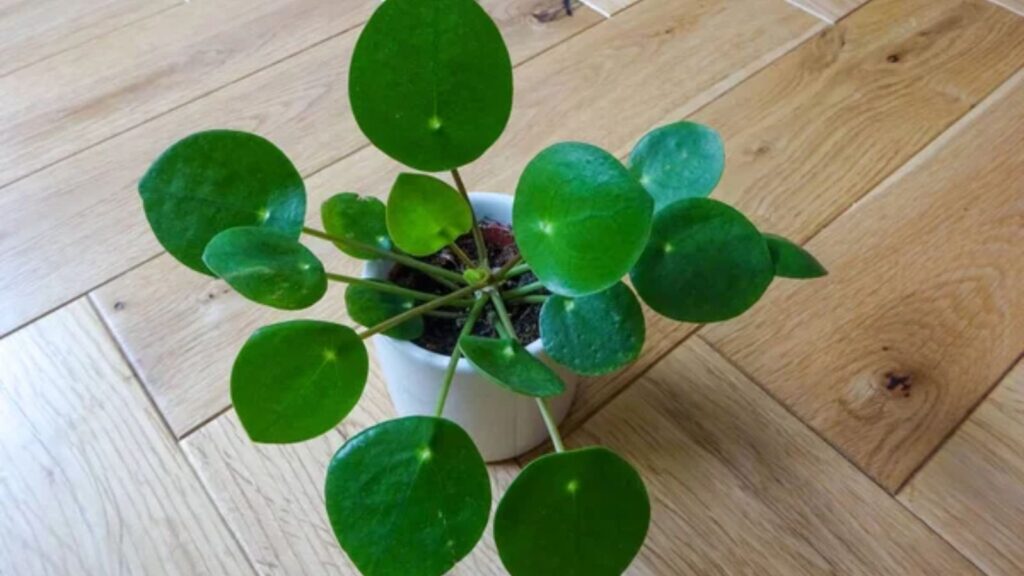 Chinese Money Plant
