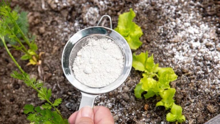 15 Surprising Ways Diatomaceous Earth Can Help Around the House