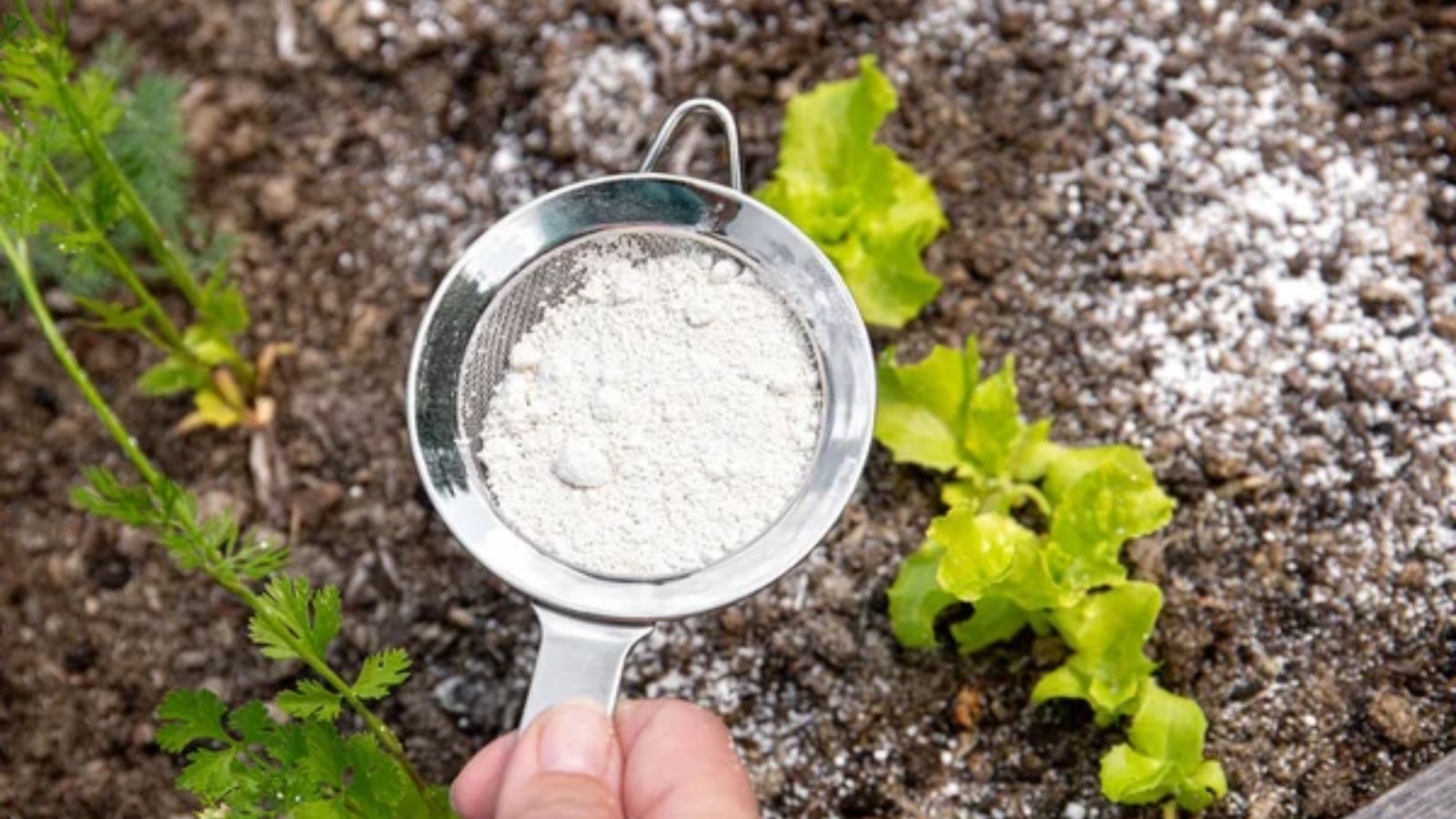 15 Surprising Ways Diatomaceous Earth Can Help Around the House