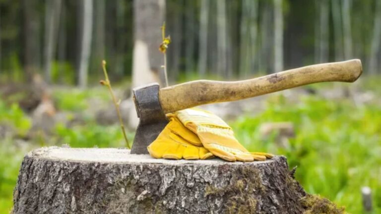 7 Types of Firewood That Burn Well in a Fire Pit