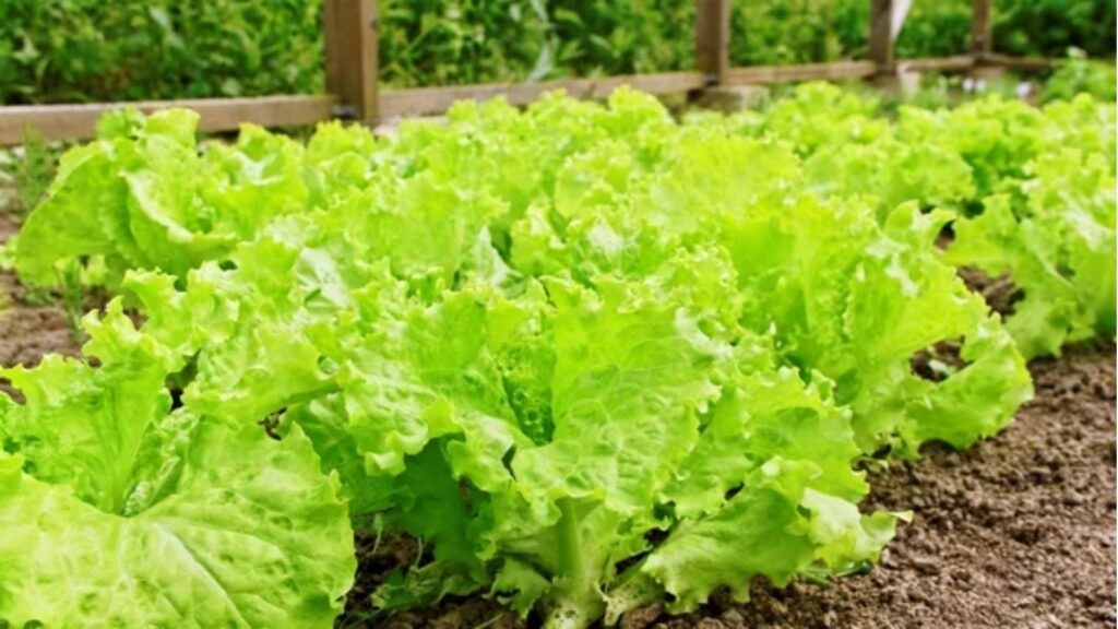 15 Space-Saving Fruits and Vegetables Perfect for Container Gardening 1 Lettuce