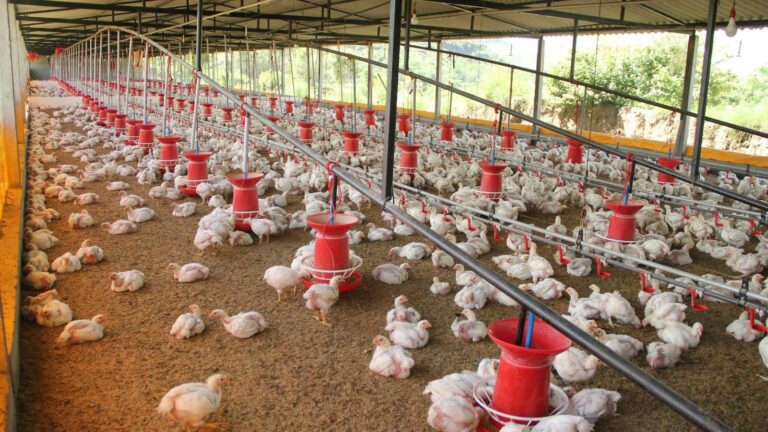 Raise Livestock (1)