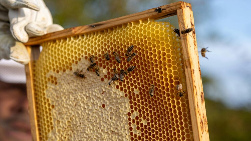 beeswax