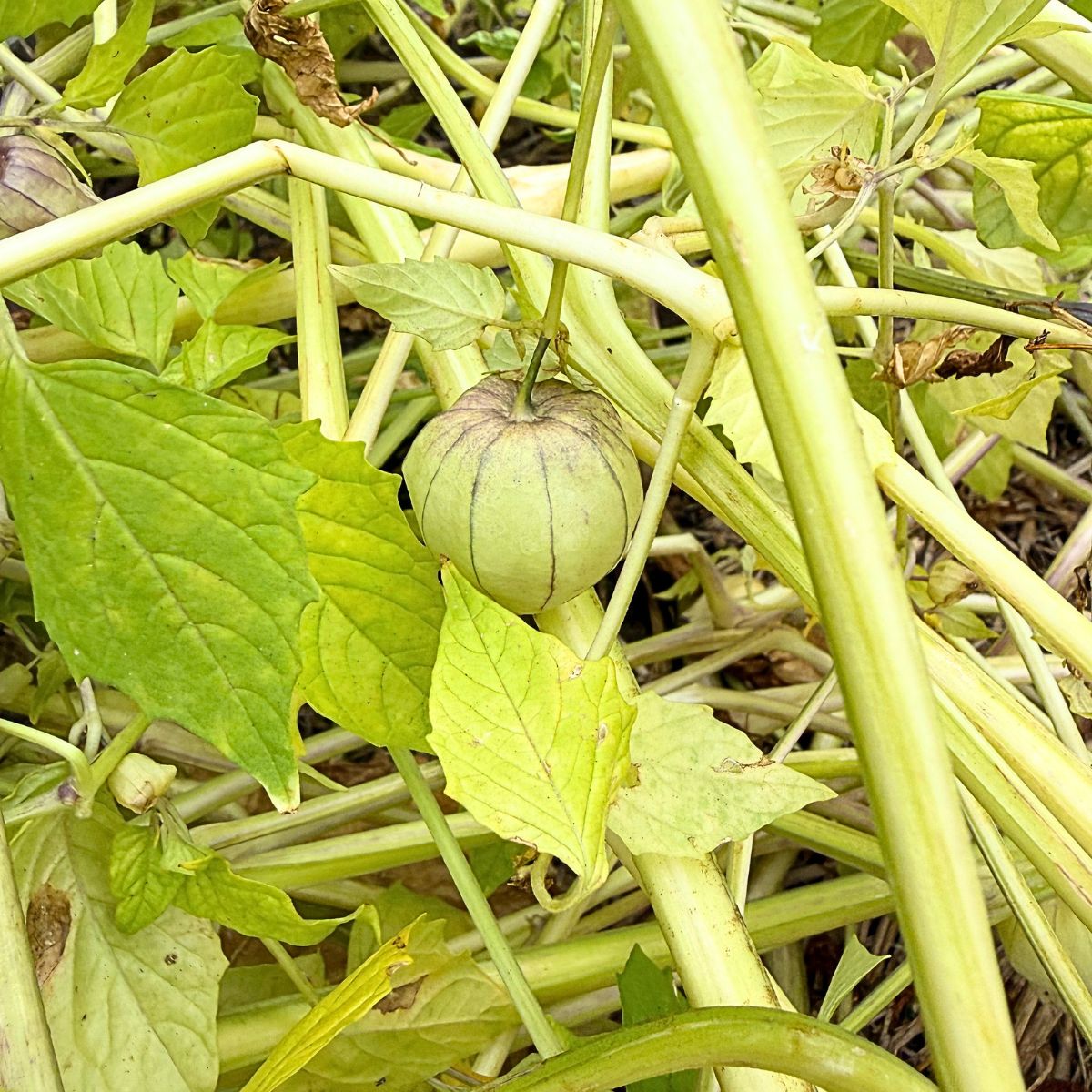 How to Harvest Tomatillos and Know When They&rsquo;re Ready