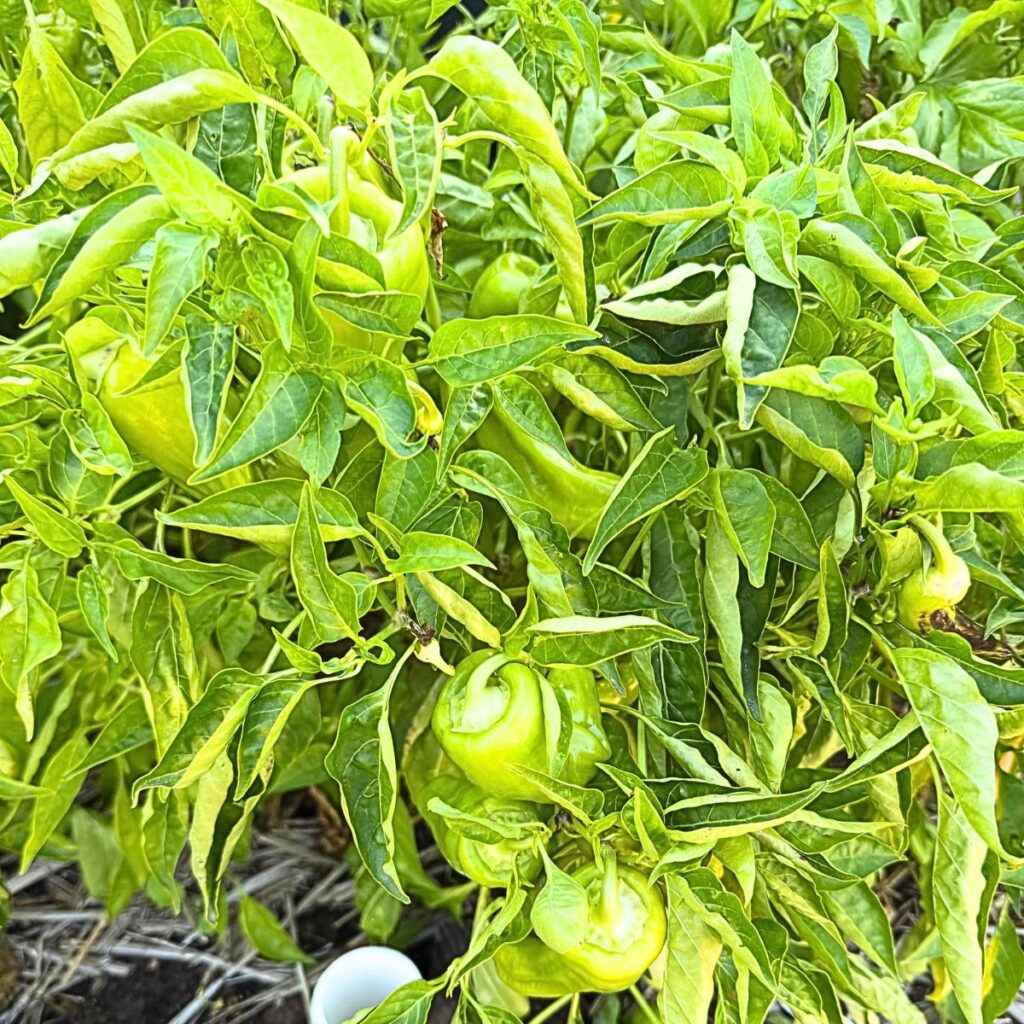 Cubanelle Pepper 2