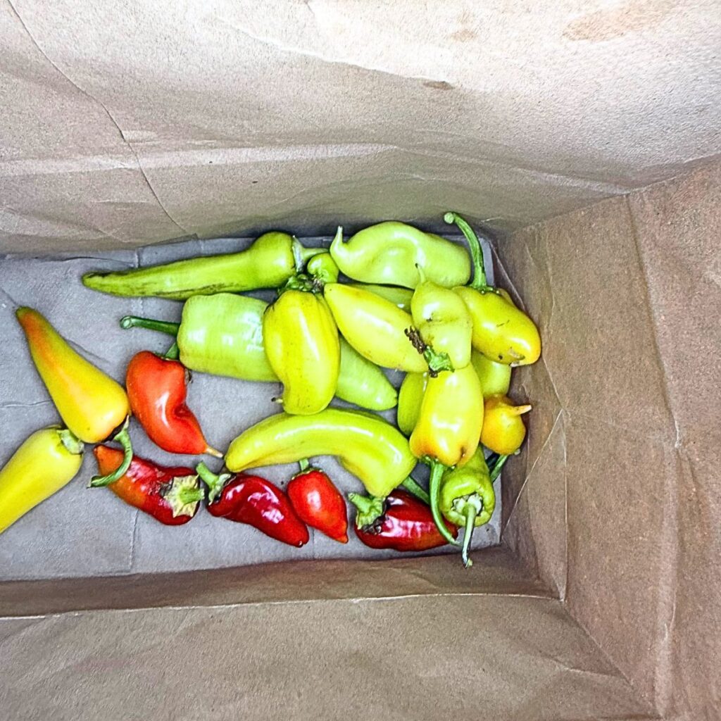 Cubanelle Pepper 3