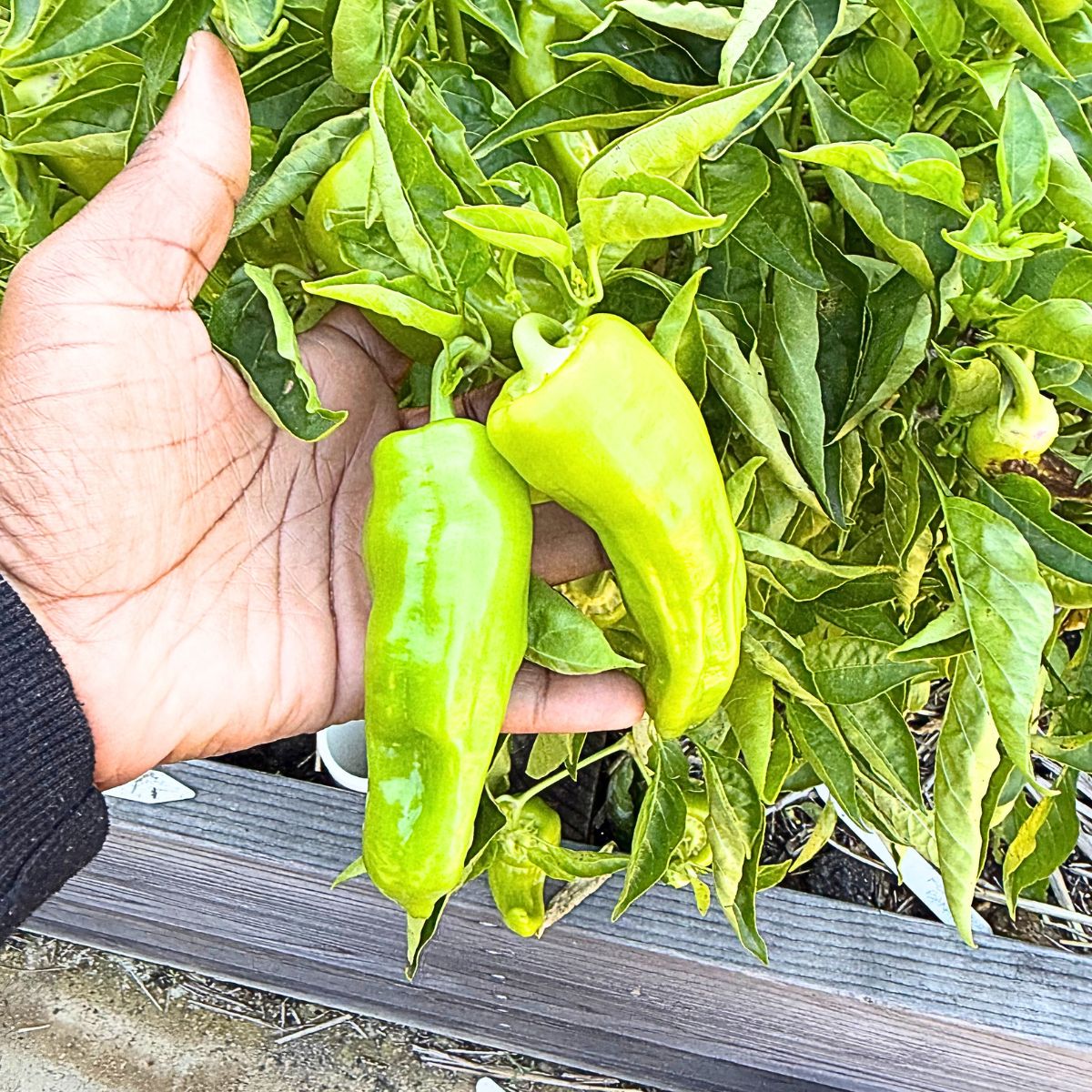 How to Harvest Cubanelle Peppers