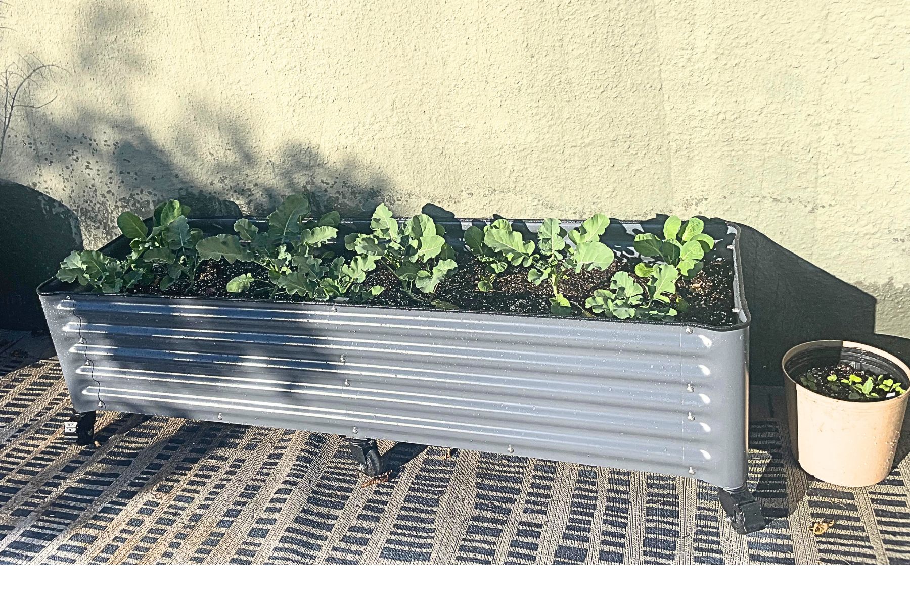 I Grew Broccoli in This Raised Garden Bed&mdash;Here&rsquo;s What I Learned