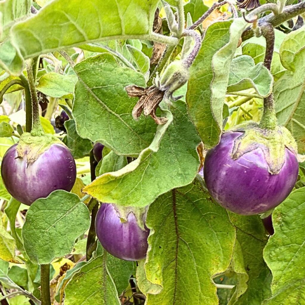 How to Harvest Thai Lavender Frog Egg Eggplant for the Best Flavor 1 closeup eggplant