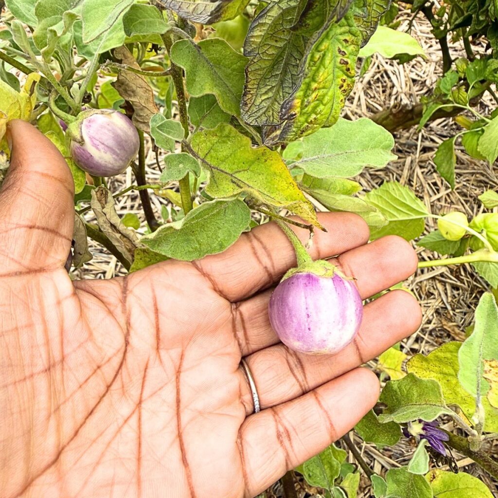 How to Harvest Thai Lavender Frog Egg Eggplant for the Best Flavor 3 eggplant purple