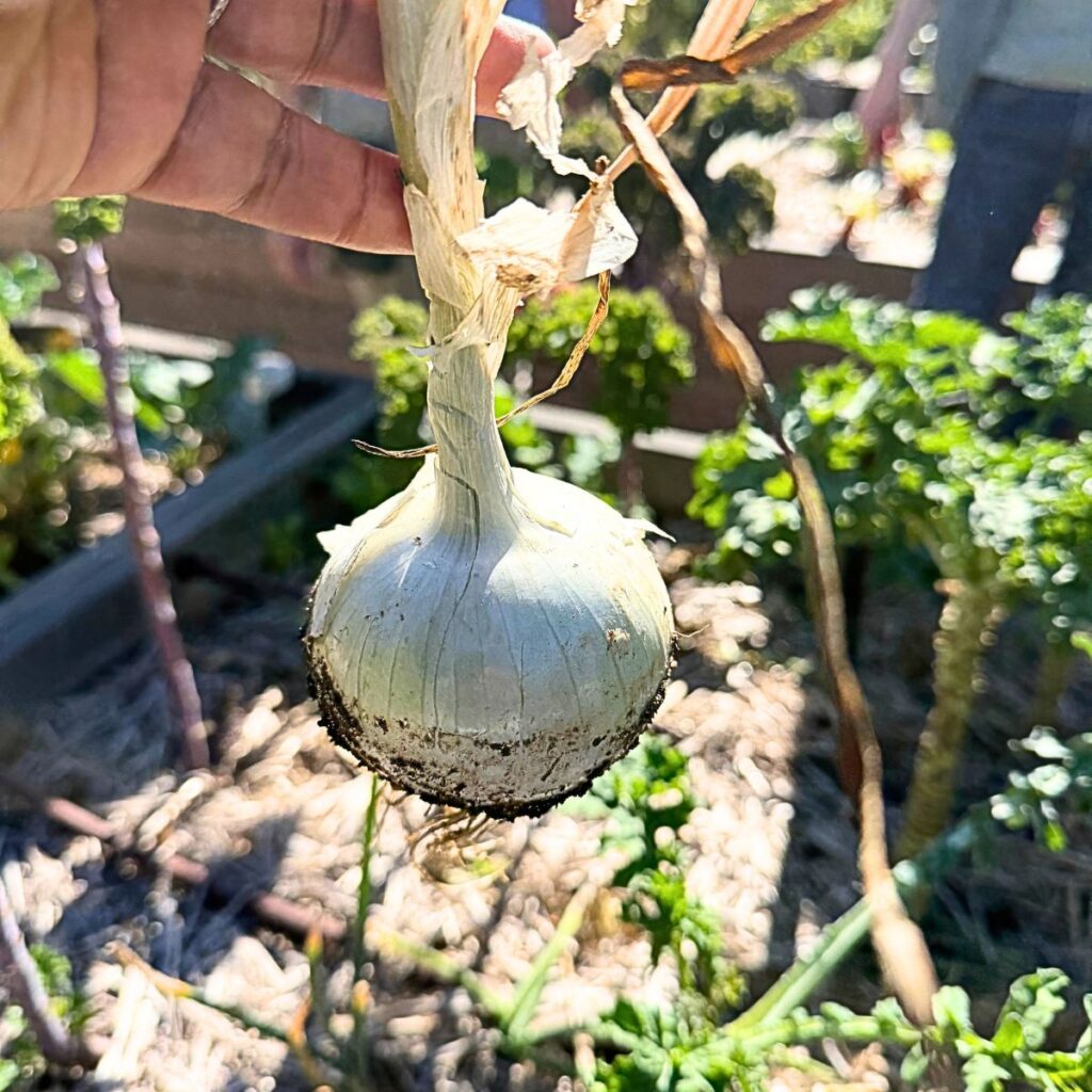 onion 1