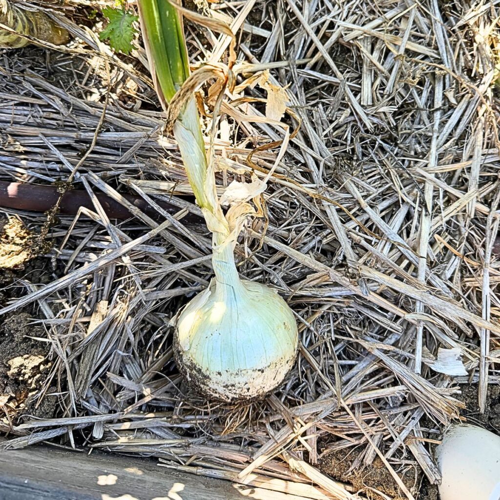 How to Grow Onions in a Raised Garden Bed