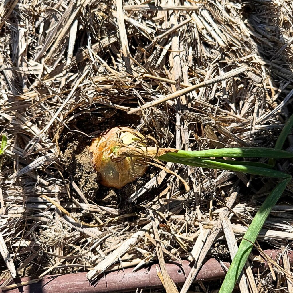 onion 3