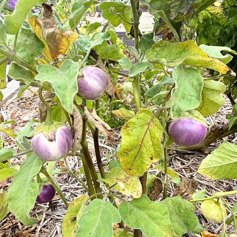 How to Harvest Thai Lavender Frog Egg Eggplant for the Best Flavor