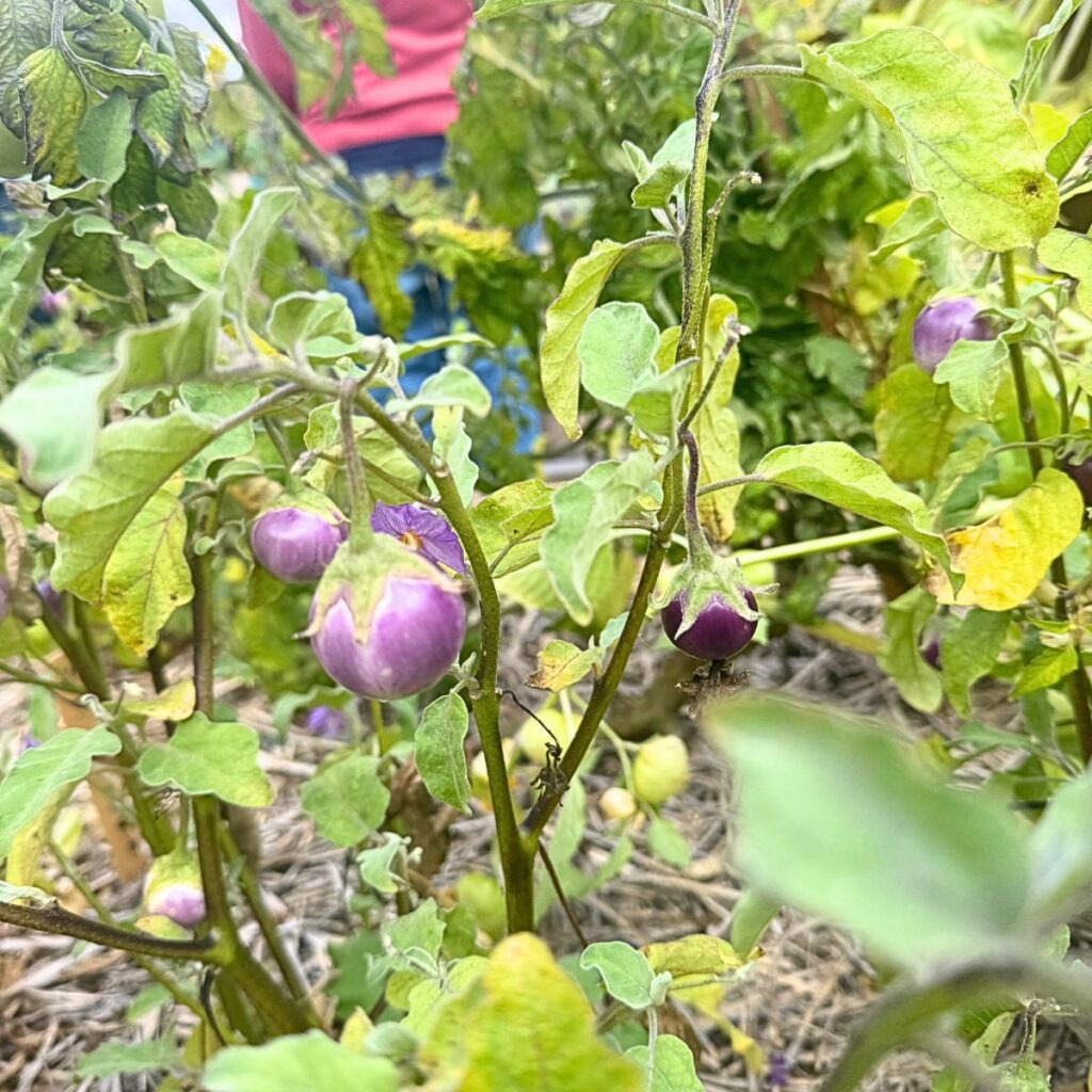 How to Harvest Thai Lavender Frog Egg Eggplant for the Best Flavor 4 small purple eggplant