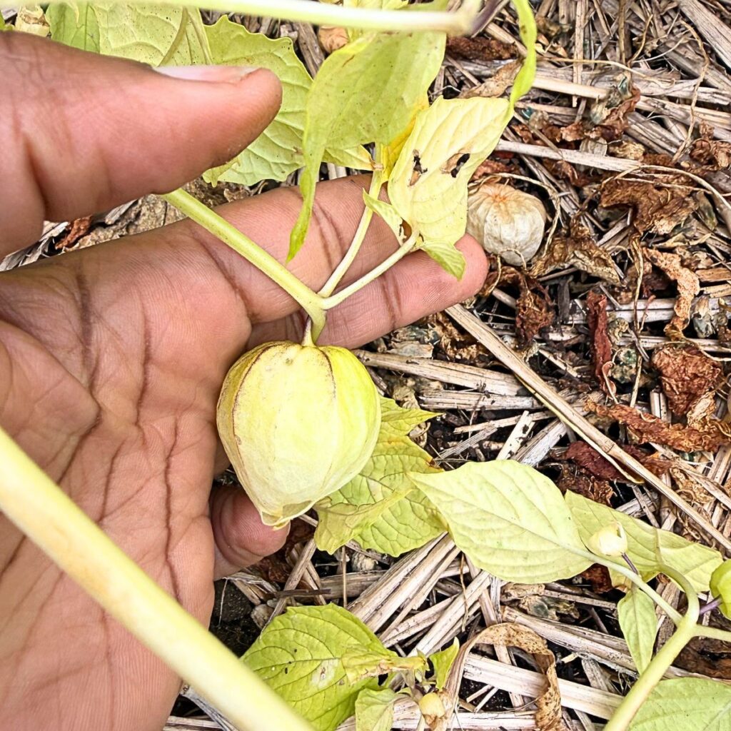 tomatillo 2