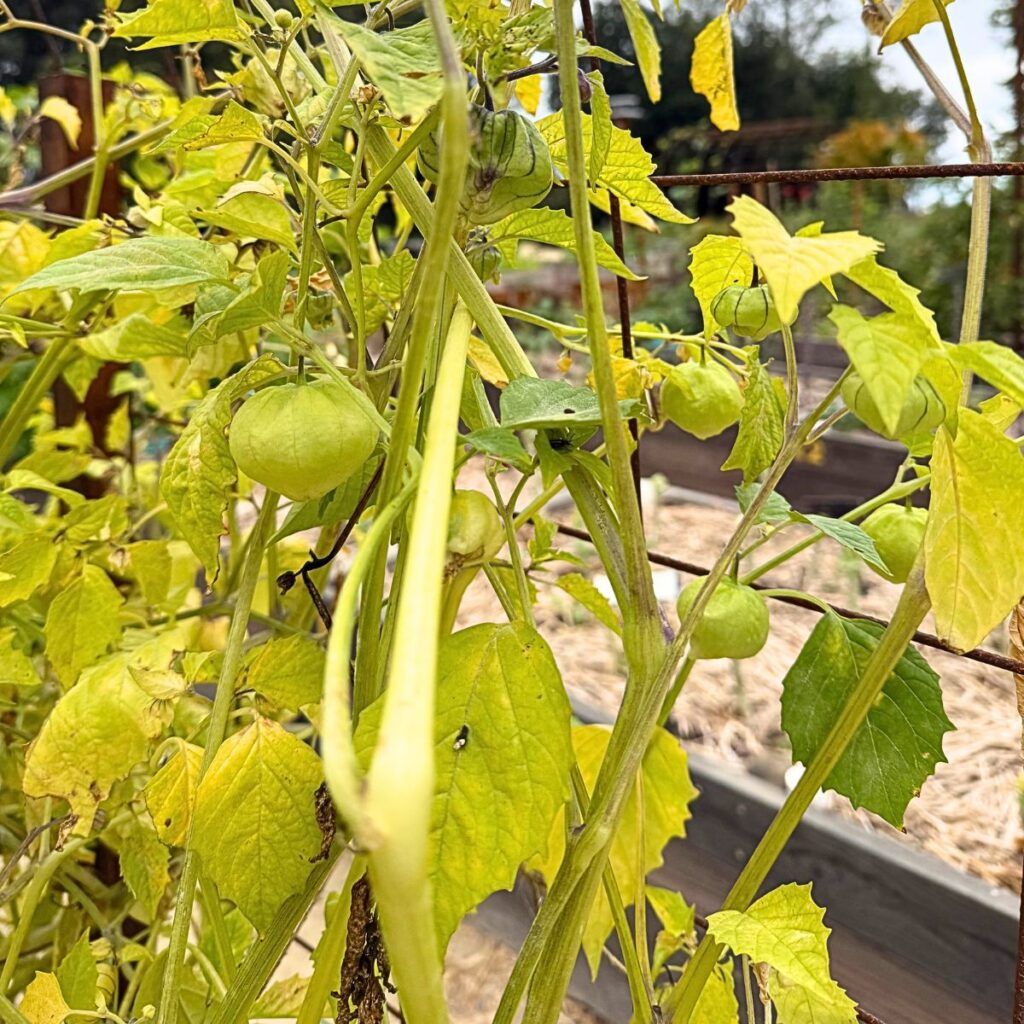 tomatillo growing