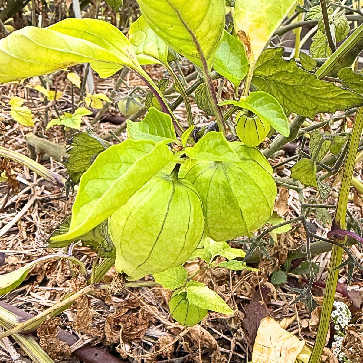 tomatillo