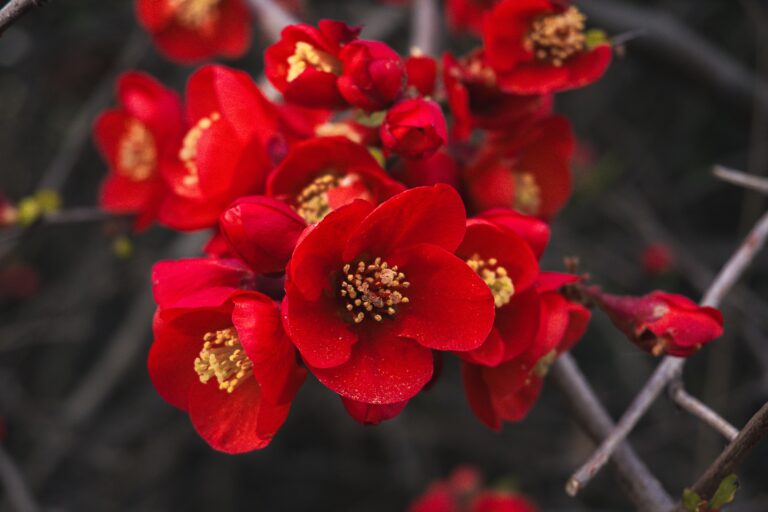 Flowering Quince
