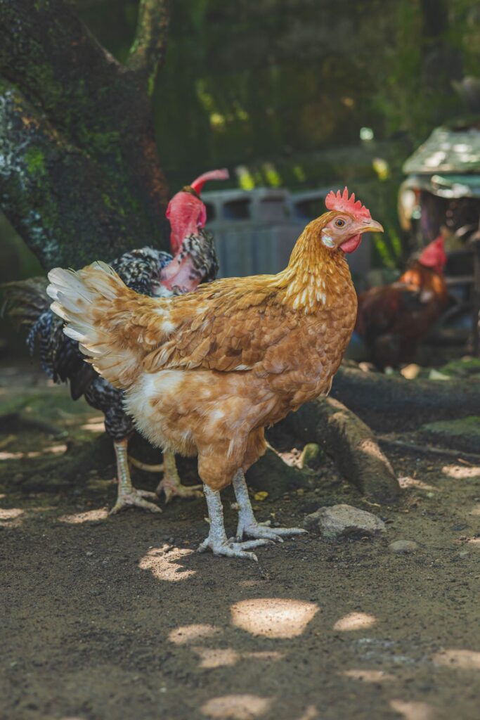 chicken