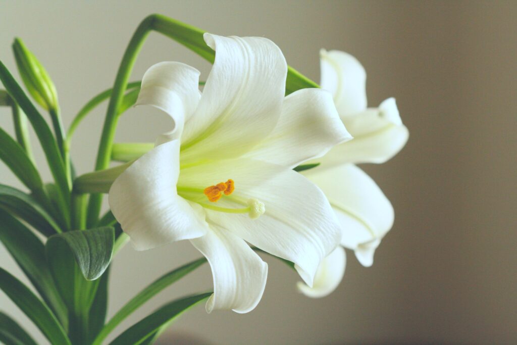 Peace Lily