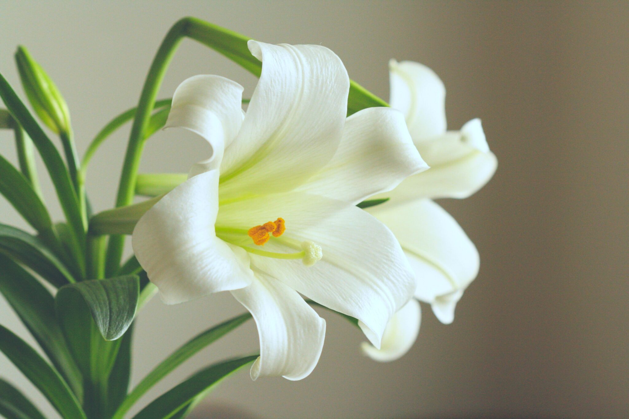 Peace Lily