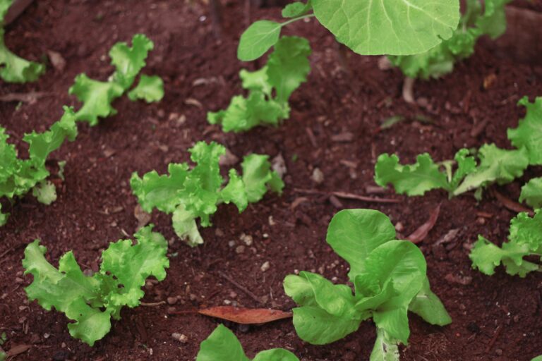 Plant Fast and Slow Crops Together
