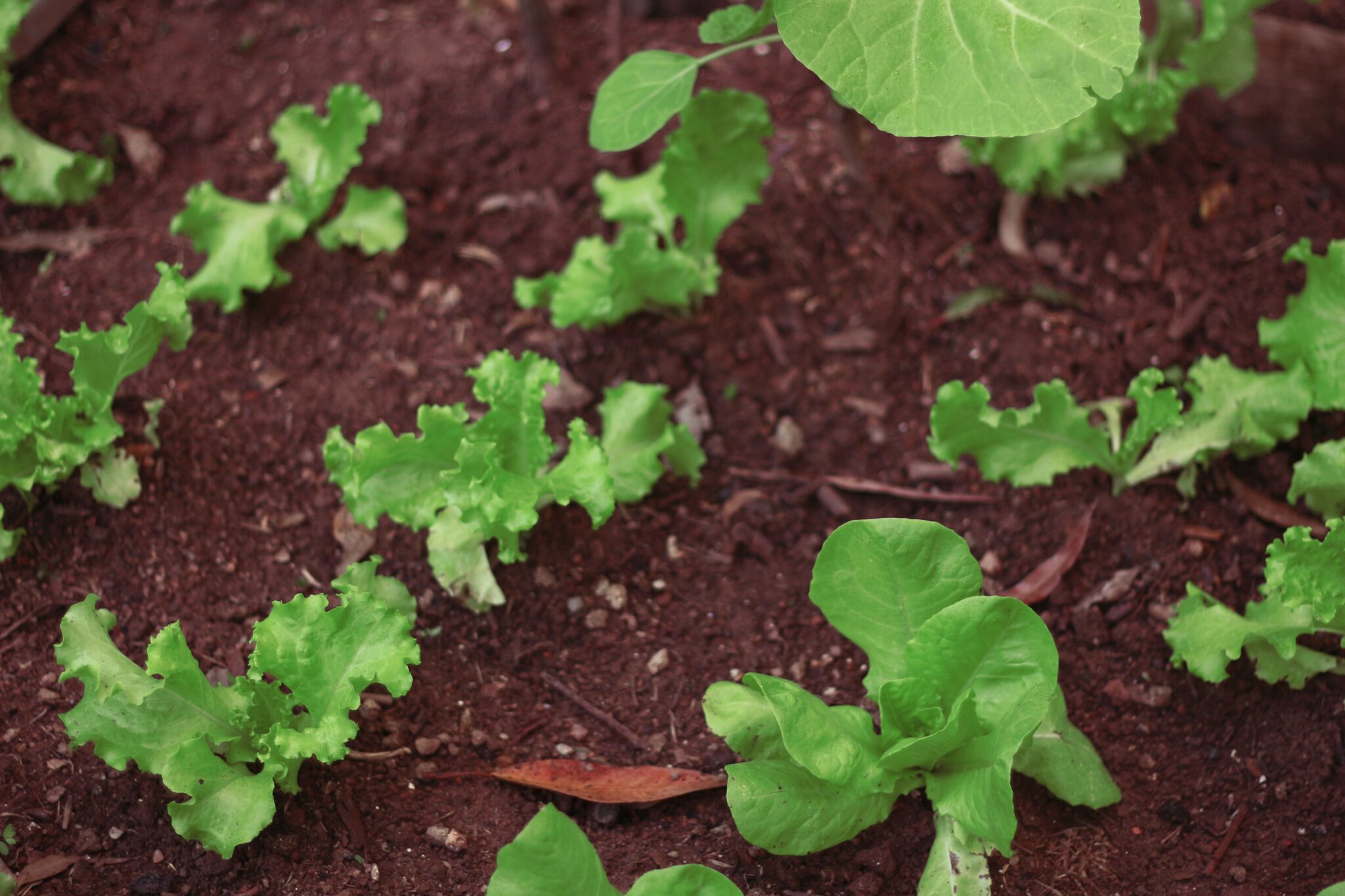 Plant Fast and Slow Crops Together