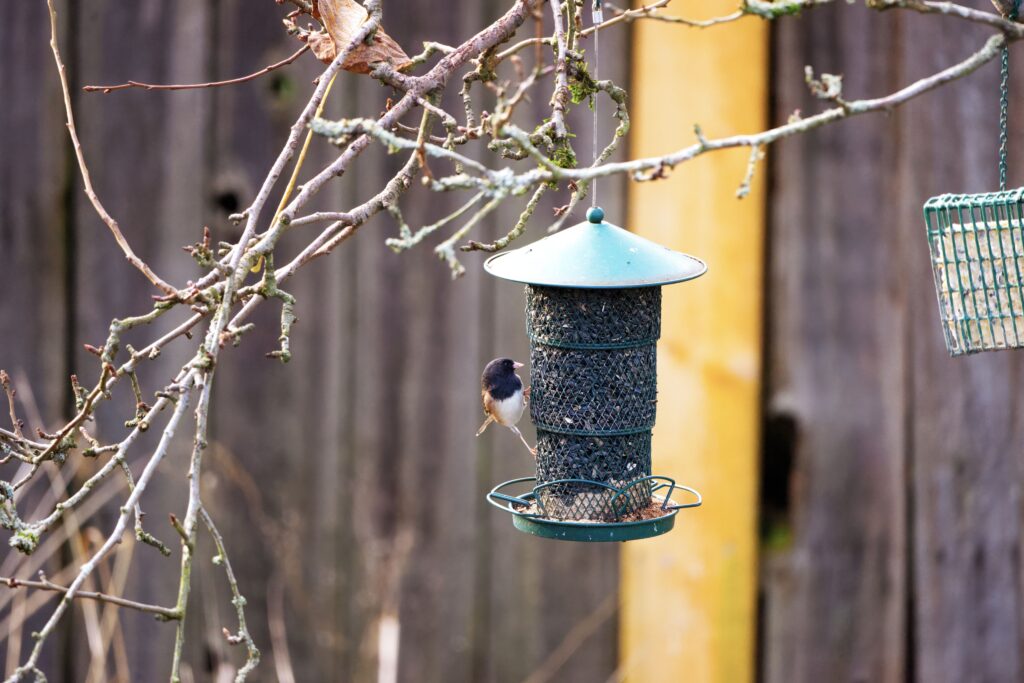 Bird Feeder