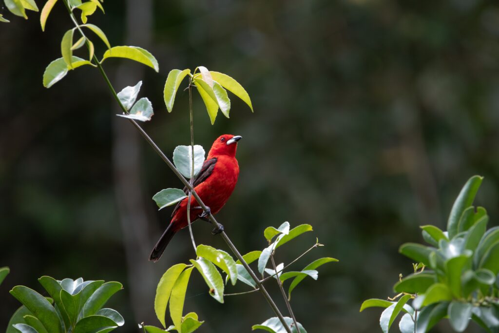 Scarlet Tanager