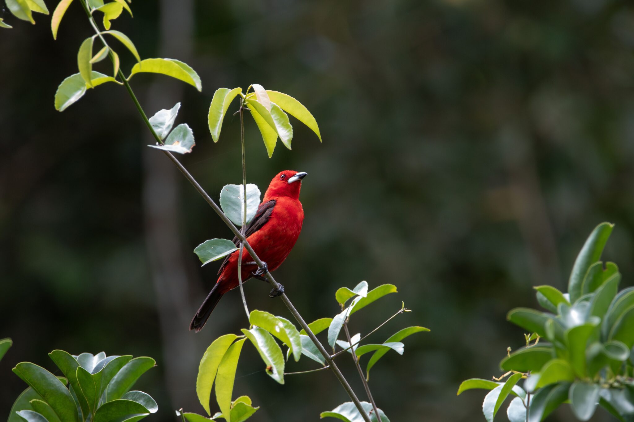 Scarlet Tanager